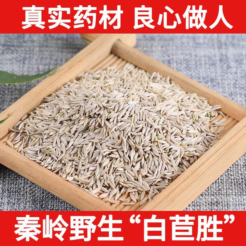 药用新生菜籽生菜子白生菜籽生菜籽粉 纯天然补钙生籽500克