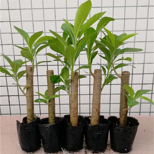 南非叶苗盆栽正宗马来西亚苦茶