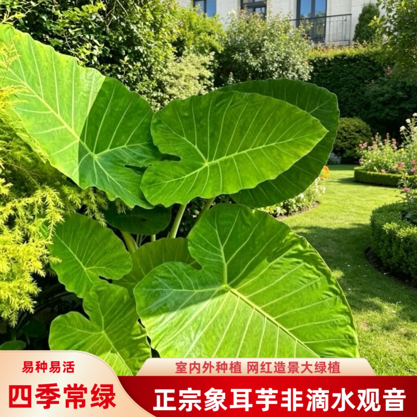 正宗象耳芋小苗网红巨型大叶绿植