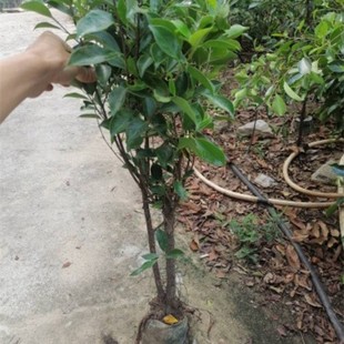 小叶榕树气根榕四季常青庭院别墅小区绿化植物树苗带原土叶子盆栽