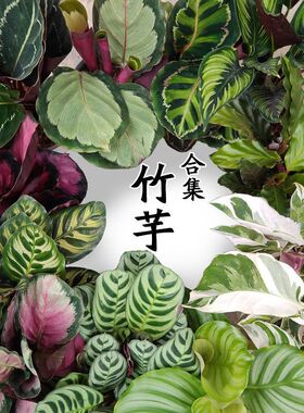 竹芋系列白油画竹芋ins北欧风耐阴室内观叶绿植物花卉盆栽