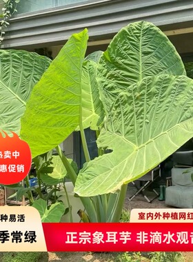 正宗象耳芋老桩巨型大叶园林景观盆栽室内外好养活绿植网红大野芋