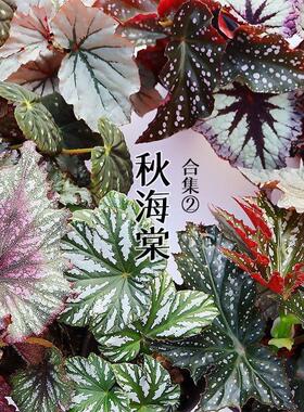 蟆叶秋海棠盆栽易种活阳台办公桌面室内网红造景绿植植物北欧风