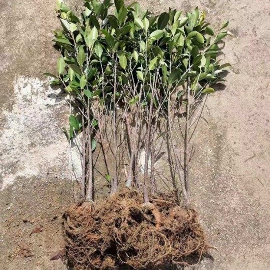 小叶气根榕长根须榕树苗盆栽风景树家庭小区公园公路旁绿化苗盆景