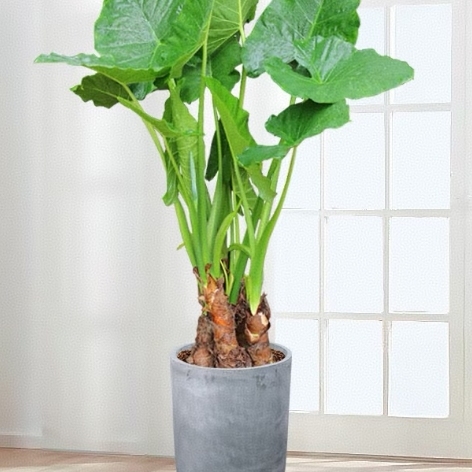 滴水观音室内新居去甲醛常绿