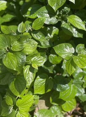 广西假蒌苗带根蛤篓叶可食用农村假蒟盆栽香料食材山蒌中草药易活