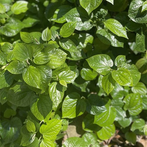 广西假蒌苗带根蛤篓叶可食用农村