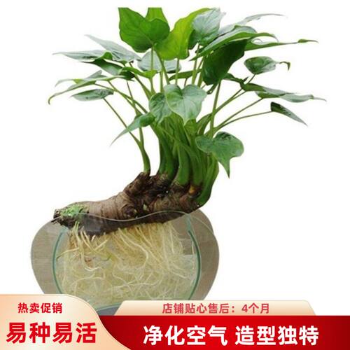 千手观音桌面水培小叶滴水观音