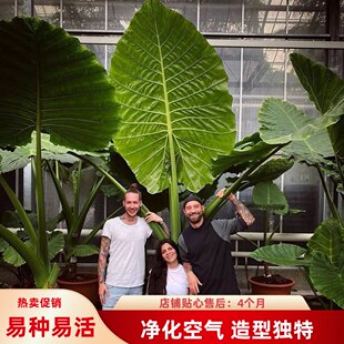 热带巨型海芋网红霸王芋大叶滴水观音四季种绿植净化空气造景盆栽