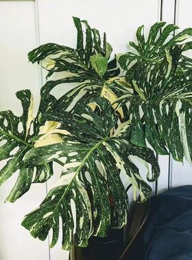 洒金龟背竹白锦黄锦天南星科室内观叶绿植白龟ins网红植物