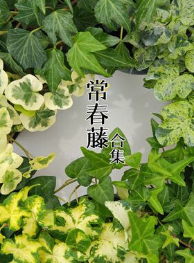 常春藤雪莹雪萤月光灯日系ins风爬藤观叶室内绿植室外花镜