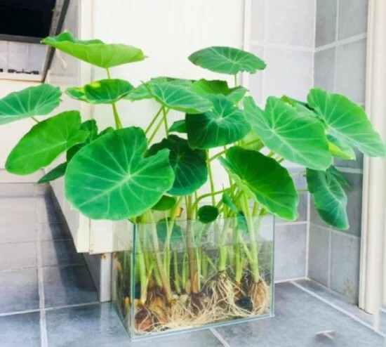 绿水芋鱼缸过滤净化水培易种活