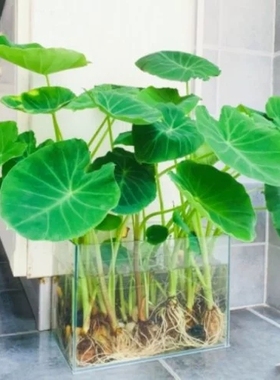 绿水芋鱼缸过滤水培水生四季常绿沼泽鱼池净化绿植盆栽易种活土种