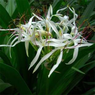 文殊兰白色花盆景净化空气室内去甲醛绿色植物十八学士大型盆栽