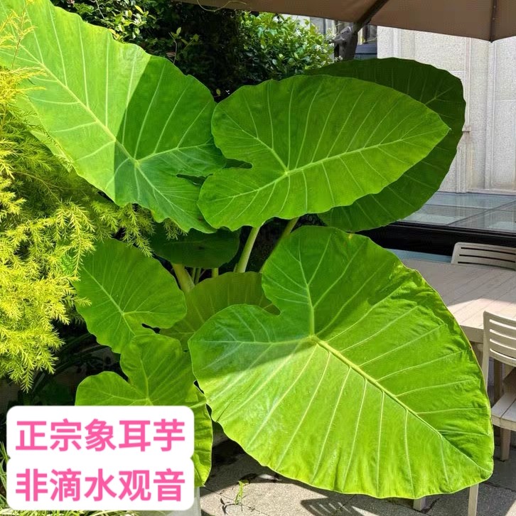 正宗无毒象耳芋四季种绿植巨型巨叶大野芋盆栽网红室内外土种水培