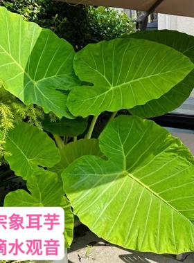 正宗无毒象耳芋四季种绿植巨型巨叶大野芋盆栽网红室内外土种水培