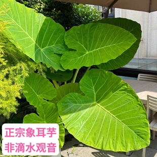 正宗无毒象耳芋四季种绿植巨型巨叶大野芋盆栽网红室内外土种水培