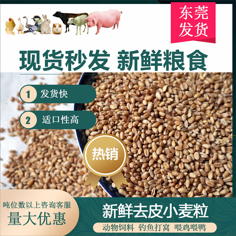 去壳小麦粒10斤喂鸡鸭鹅鸽子新原粮鸟食圈养禽饲料动宠物新鲜直发