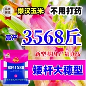 双国审富民1588矮杆大穗高产玉米种子新型基因抗锈病抗倒伏新品 种