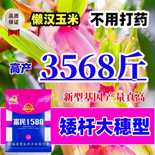 双国审富民1588矮杆大穗高产玉米种子新型基因抗锈病抗倒伏新品种