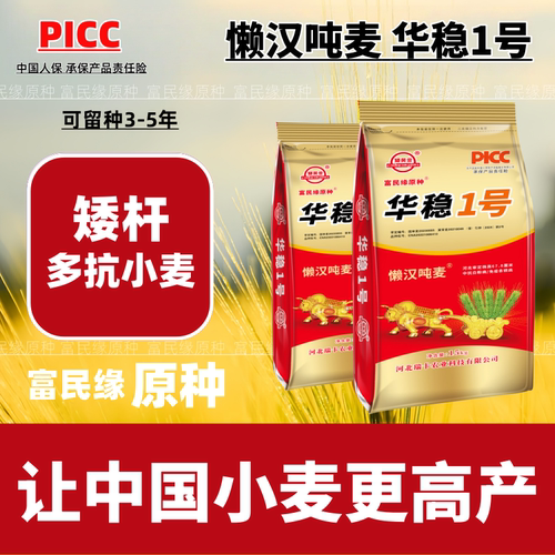 矮杆大穗吨粮小麦新品种