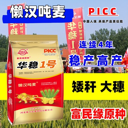 懒汉麦吨麦华稳1号矮杆大穗高产小麦种子抗病抗倒抗白穗抗穗发芽