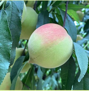 包邮 现货爆甜鹰嘴桃新鲜水果福建脆桃子整箱5斤装 毛桃 水蜜桃当季