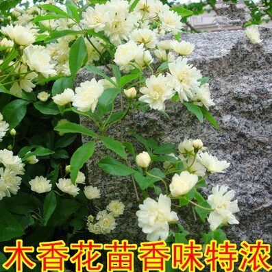 木香花苗攀援爬藤植物七里香十里香蔷薇香味浓郁绿植花卉盆栽包邮