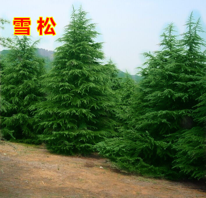 庭院绿化工程苗木松树苗雪松树苗雪松小苗耐寒四季常青植物