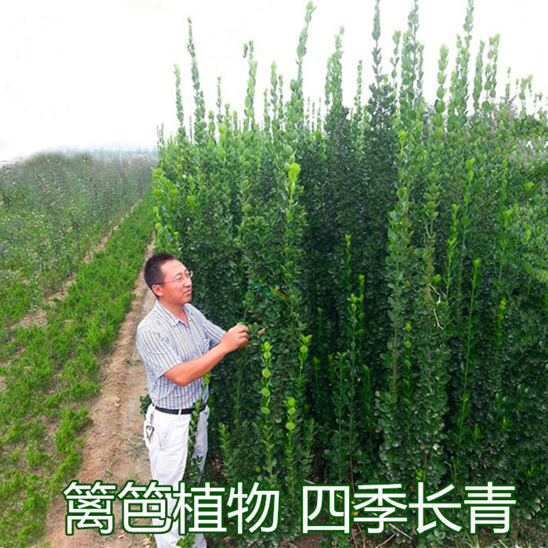 北海道黄杨法国庭院绿篱围墙冬青