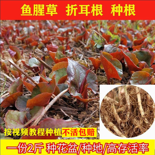 新鲜野生种苗四季包邮鱼腥草