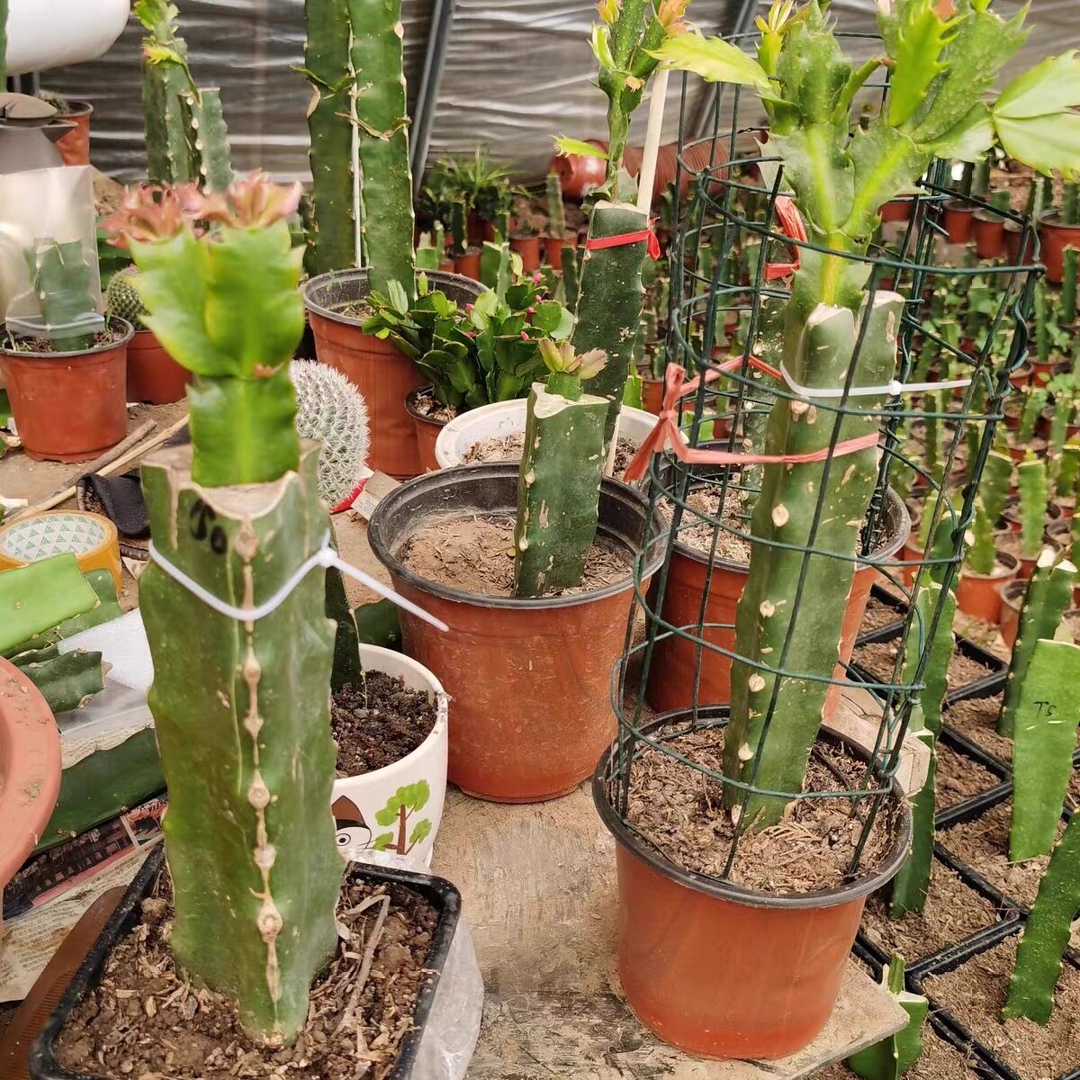 火龙果专业嫁接苗蟹爪莲猴尾南北方种植庭院观赏三菱住令箭荷花