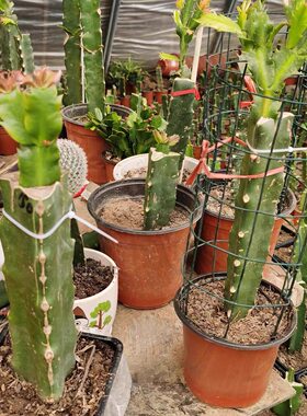 火龙果专业嫁接苗蟹爪莲猴尾南北方种植庭院观赏三菱住令箭荷花