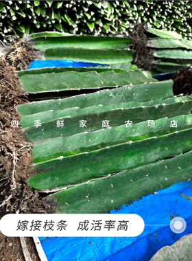 40公分嫁接火龙果三角柱蟹爪兰仙人球令箭花龙骨嫁接砖木三棱柱