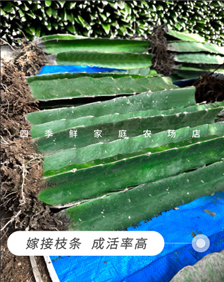 40公分嫁接火龙果三角柱蟹爪兰仙人球令箭花龙骨嫁接砖木三棱柱