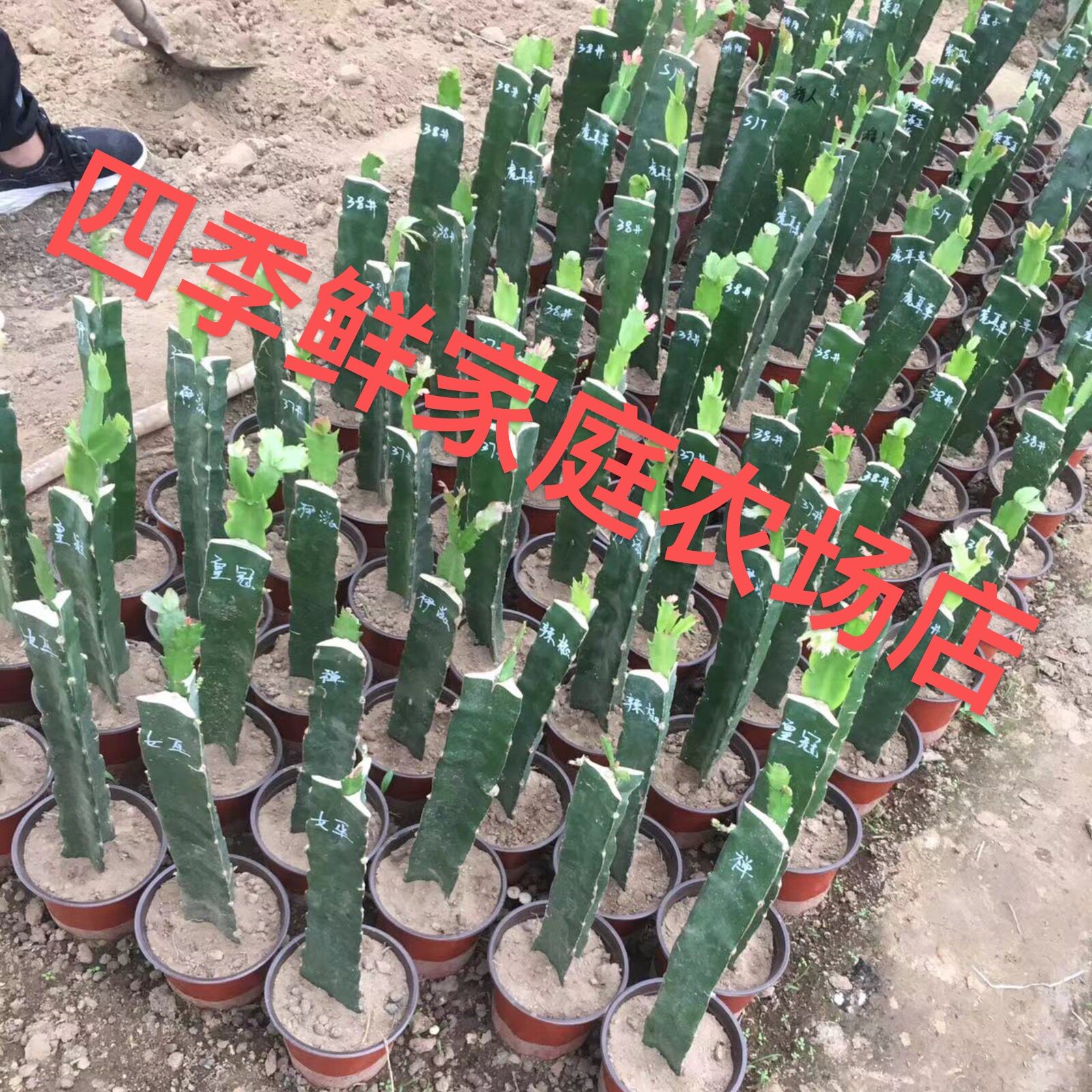 火龙果嫁接长毛九尾狐蟹爪兰砧木三角柱三棱箭仙人掌火龙果苗带根