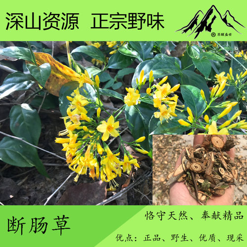 广西 断 肠 草 钩吻 大茶藤  切片、干粉、干品畜牧专用