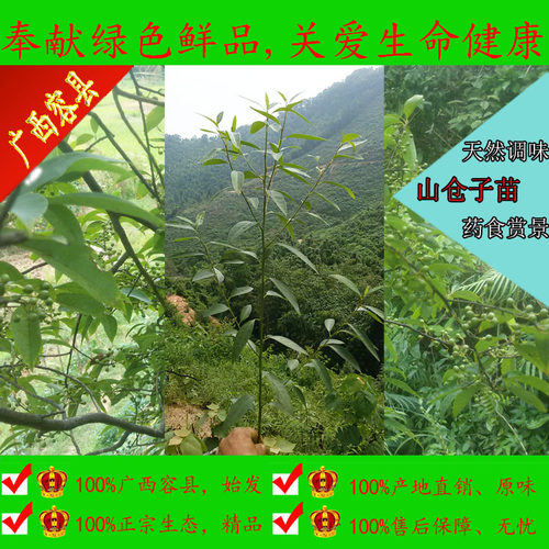 山仓子树苗树苗驱蚊地栽