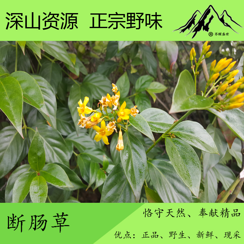 野生新鲜断肠草 钩吻 大茶藤 胡蔓藤 现采500g包邮 另售有干品