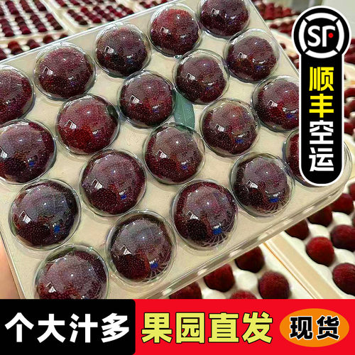 9A级大果仙居东魁杨梅大果冷链