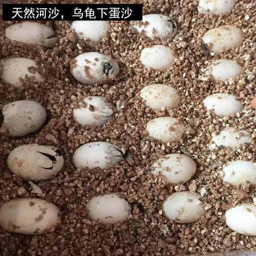 乌龟下蛋沙天然河沙细沙五斤装