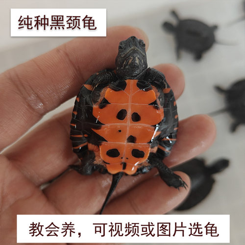 黑颈乌龟广西黑颈正宗纯种观赏龟宠物龟活体长寿龟红腹檀香龟活跃