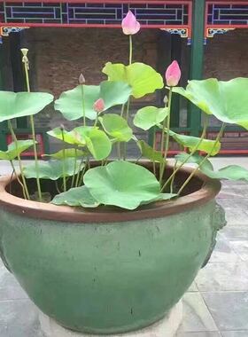 直销特大狮头粗陶缸陶罐花盆水缸
