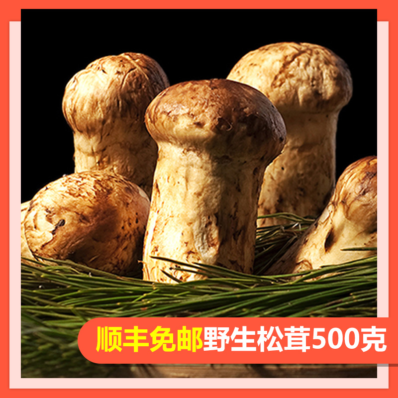 【顺丰免邮】云南香格里拉新鲜冷冻松茸菌500克松茸菌菇食用菌