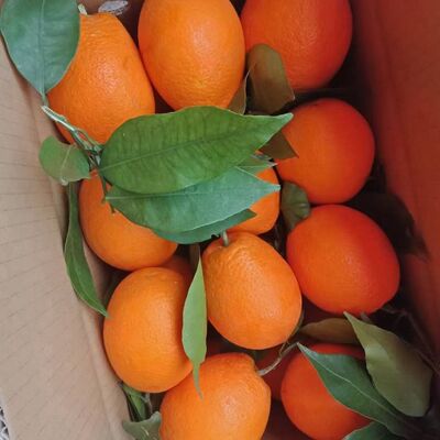 重庆开州新鲜橙子水果锦橙奉节脐橙纽荷儿鹅蛋柑柳橙现摘现发包邮