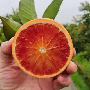 重庆血橙开州万州新鲜橙子水果玫瑰血橙现摘现发