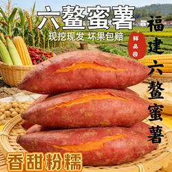 正宗福建漳浦六鳌沙地蜜薯糖心红薯现挖新鲜粉糯香甜蒸煮农家直发