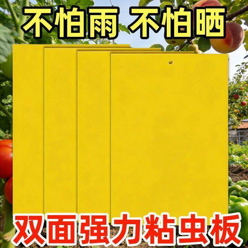 双面粘虫黄板诱果园果蝇