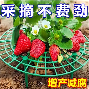 家庭草莓种植支架托架防腐烂防倒伏简约支撑架园艺花卉托盘架神器
