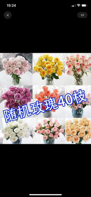 云南鲜花玫瑰基地直发弗洛伊德香槟洛神爱莎玫瑰室内水培鲜切花束